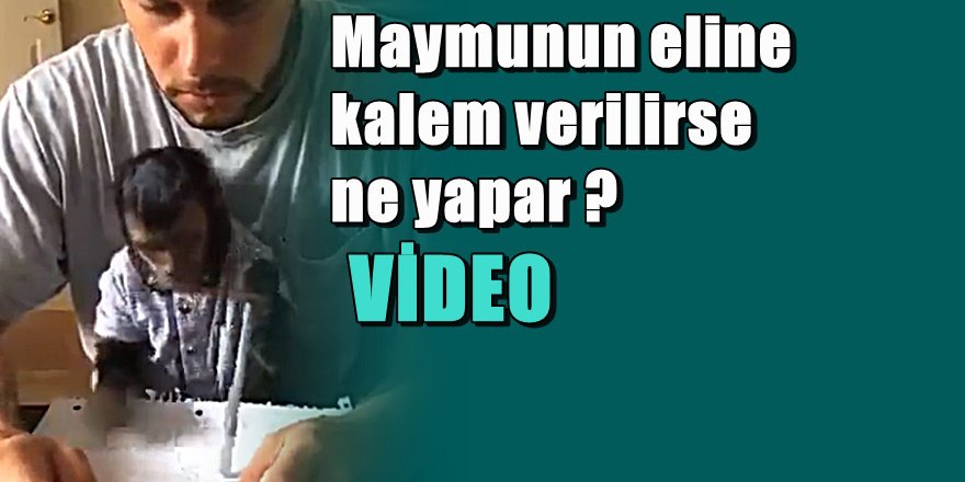 Maymunun eline kalem verince ne yapar