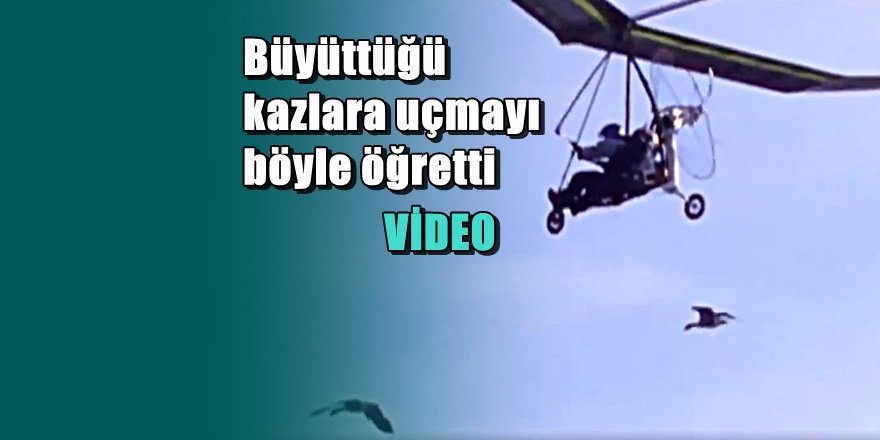 Büyüttüğü kaz yavrularına uçmayı öğreten adam