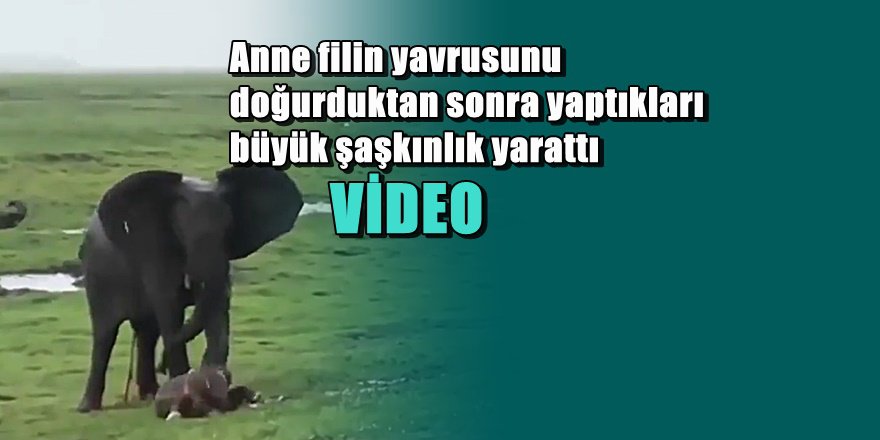 Filler nasıl doğum yapar