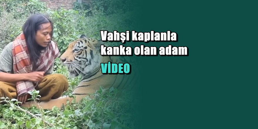 Dünya bu adam ile vahşi kaplanın görüntülerini konuşuyor