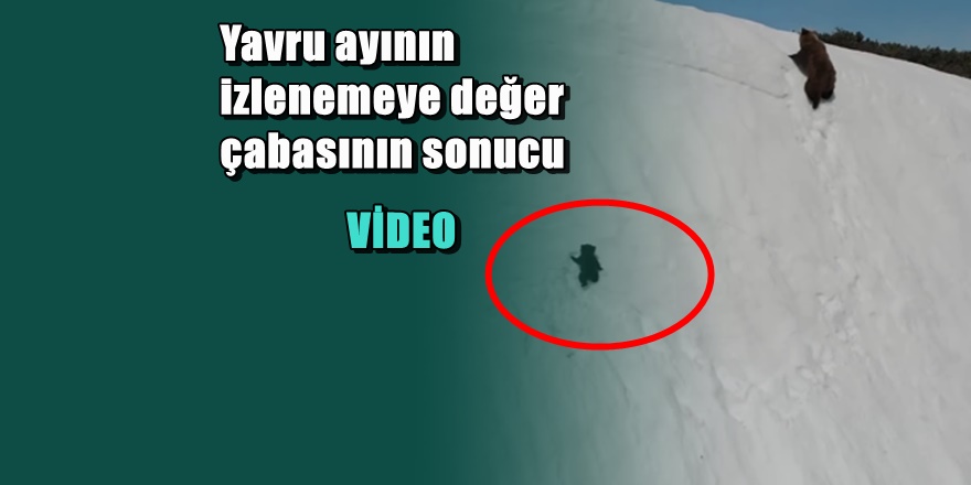 Yavru ayının bu görüntüleri izleyenlerin yüreklerini hoplattı
