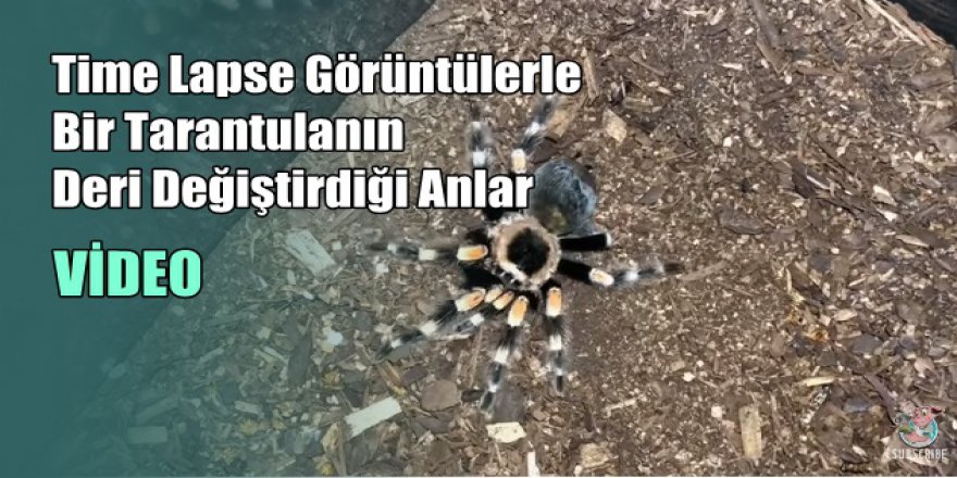 Time Lapse Görüntülerle Bir Tarantulanın Deri Değiştirdiği Anlar