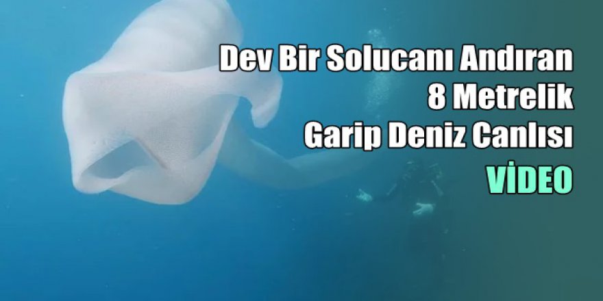 Dev Bir Solucanı Andıran 8 Metrelik Garip Deniz Canlısı