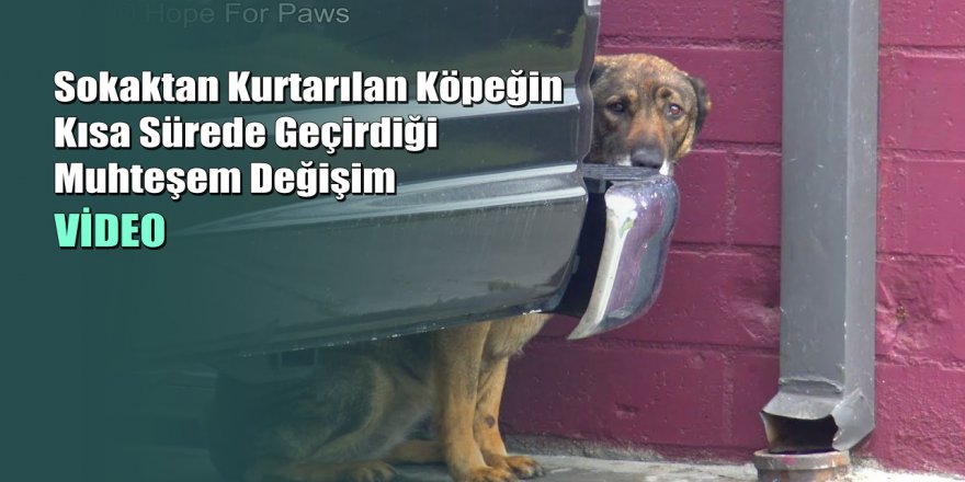 Sokaktan Kurtarılan Köpeğin Kısa Sürede Geçirdiği Muhteşem Değişim