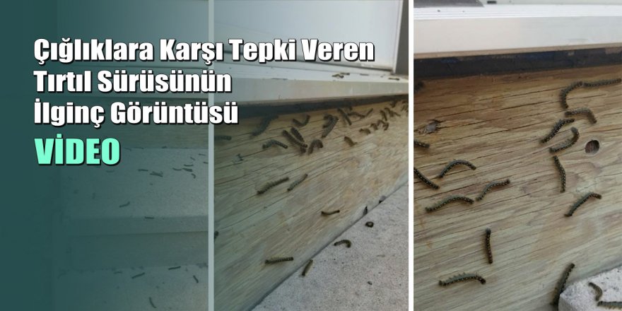 Çığlıklara Karşı Tepki Veren Tırtıl Sürüsünün İlginç Görüntüsü
