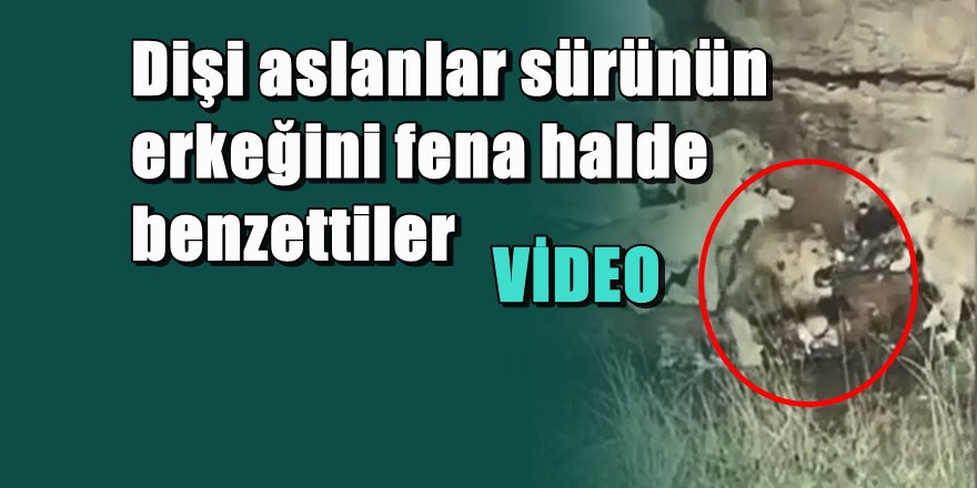 Dişi aslanlar bir olup erkeği öldürmeye kalktılar