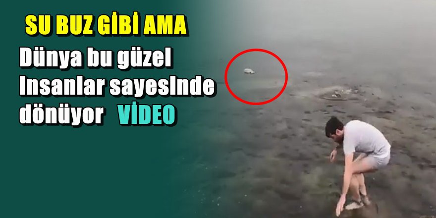 Martı ölmesin diye buz gibi suya giren güzel yürek