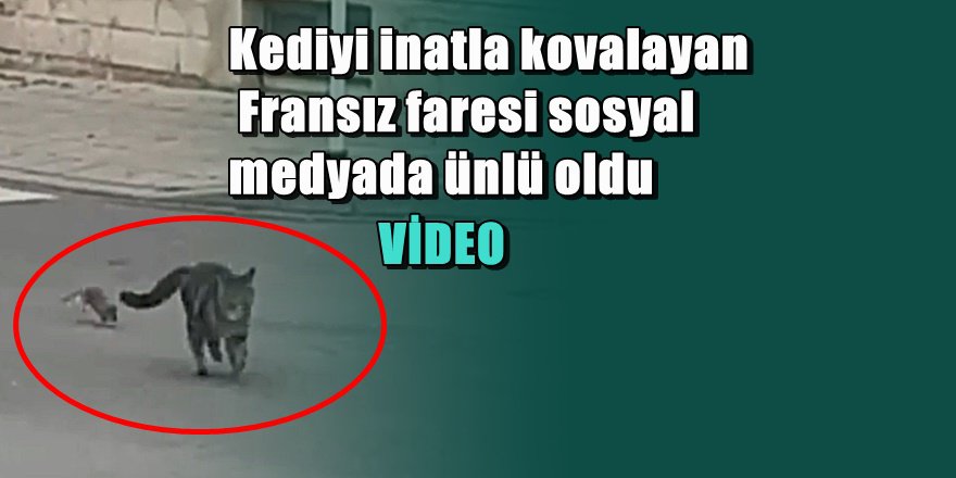 Kediyi sokaklarda kovalayan Fransız fare