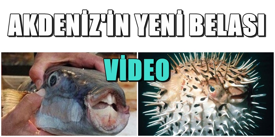 Akdeniz'de zehirli Balon Balığı uyarısı