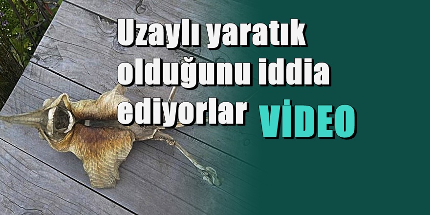 Denizden 'Uzaylı ' çıktı