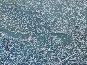 MİLYONLARCA BALIK KARAYA VURDU