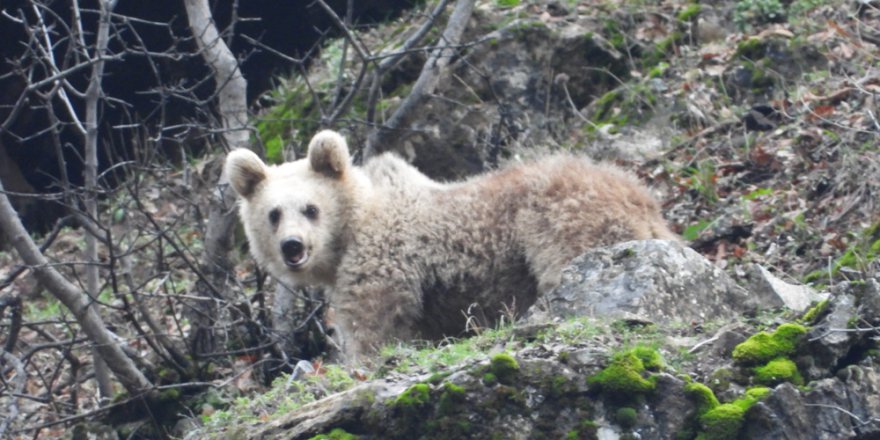 Kış uykusuna yatmayan ayı ve yavrusu