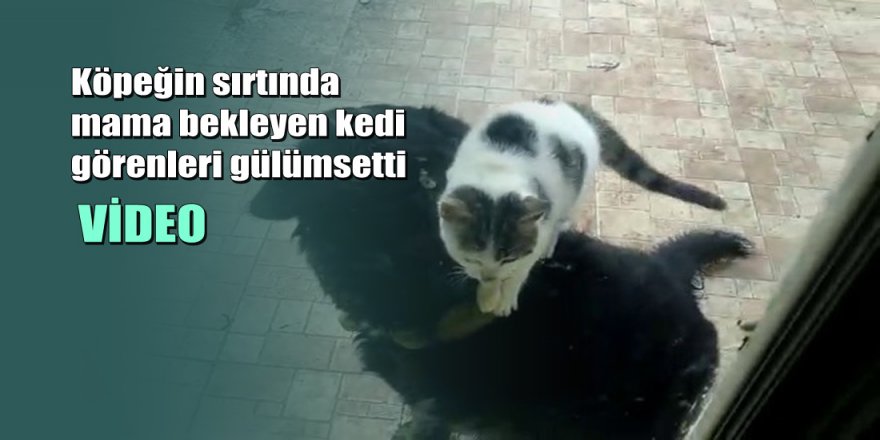 Kedi ile köpeğin ilginç dostluğu