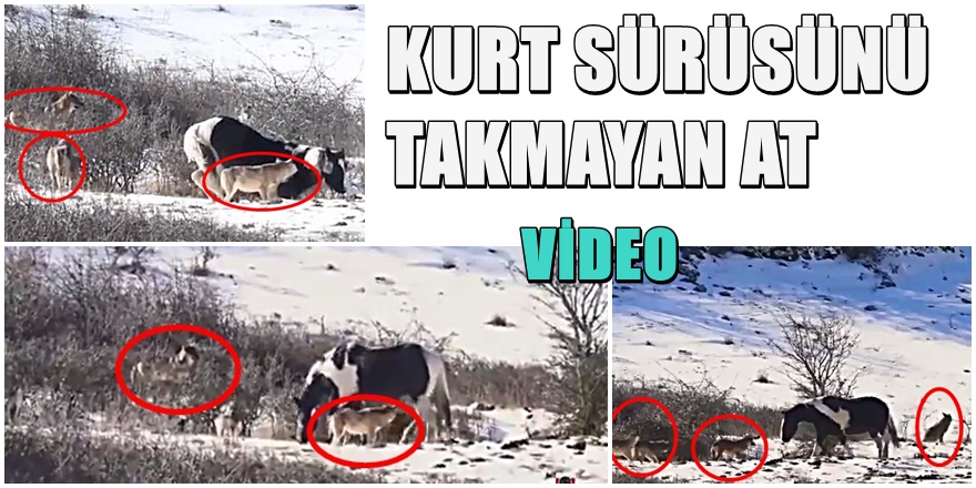 Kurt sürüsü ile arkadaş olan atın görüntüleri şaşırttı