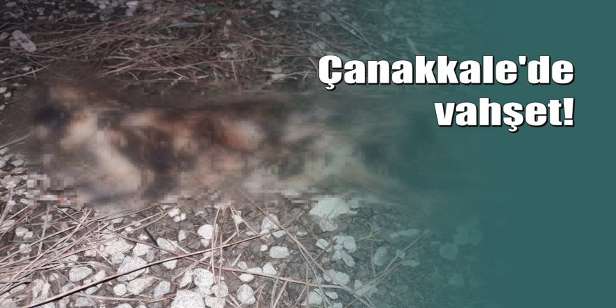 Çanakkale'de patileri kesilmiş ve yakılarak öldürülmüş kedi bulundu