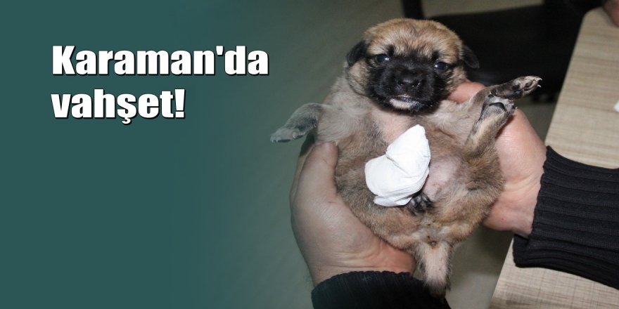 Ayağı ve kuyruğu kesilmiş yavru köpek buldu