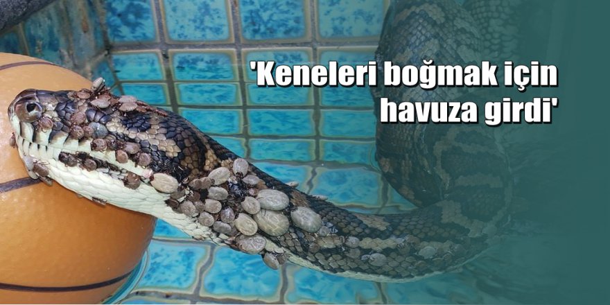 Üzerine 500 kene yapışan yılan kurtarıldı