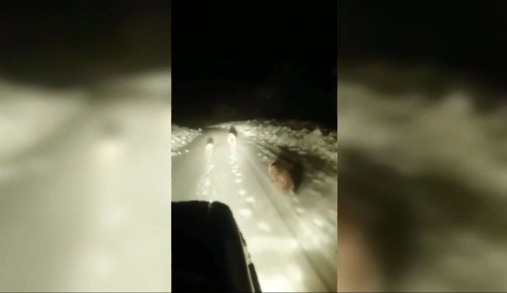 Aç kalan ayı ve 2 yavrusu yola indi