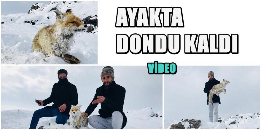 Yiyecek ararken ayakta donan tilki böyle bulundu