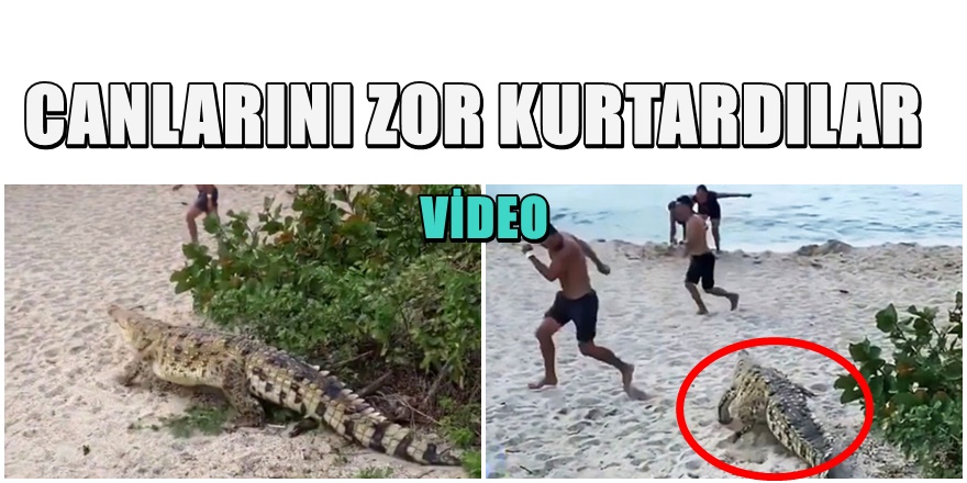 Dünyaca ünlü plajda dev timsah güneşlenenlere saldırdı