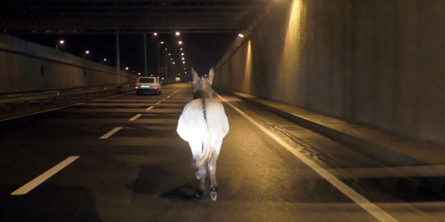 Aydınlılar bu eşeğin görüntülerini konuşuyor