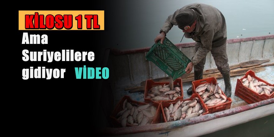 Bu balığın Kilosu 1 TL ama ihraç ediliyor
