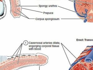 PENİS HAKKINDA MUHTEMELEN BİLMEDİĞİNİZ 17 GERÇEK