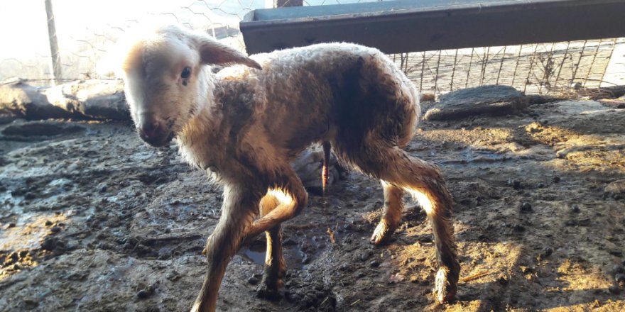 Denizli’de ’5 ayaklı kuzu’ şaşkınlığı