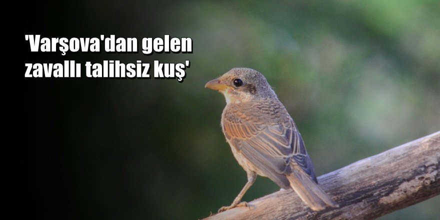 Bilim Dünyasını Şaşırtan 80 Yıllık Geri Bildirim