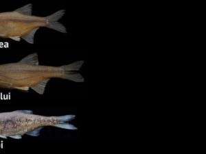 RTEÜ 3 yeni balık türü keşfetti: Emineae, Recepi, Velioglui