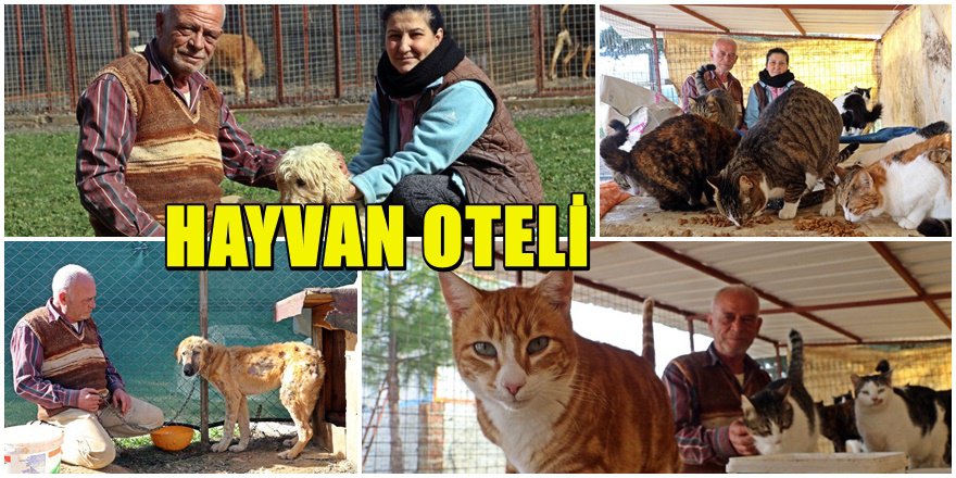 Antalyalı çiftin köpek oteli sahipsiz bakım merkezi oldu